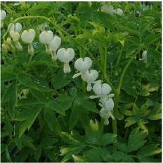 Stauder Løjtnantshjerte Alba Dicentra spectabilis Alba Staude