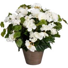 Halvskygge Stauder Mica Decorations Begonia hvid høj Staude