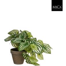 Peperomia musehaleaks høj