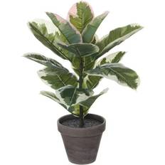 Rubber plant gummifigen høj