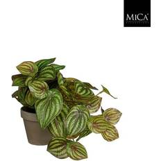 Mica Decorations Peperomia musehaleaks grøn høj