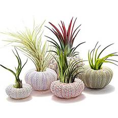 Kagodri Flower Pots, 5Pcs Sea Urchin Shell Pot Air Plant Holder Succulent Container Plant