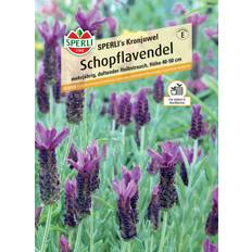 Halbschatten Stauden Sperli Schopflavendel SPERLI's Kronjuwel 0693109395