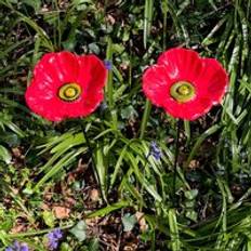 Red Garden Decorations Selections Iron Wild Bird Poppy Flower Dish Bird Feeder