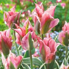 Växter på rea Grönbandad Tulpan Tulipa viridiflora China Town