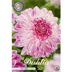 Lila Perenner Dahlia Anemon Que Sera 1st