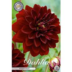 Växter Dahlia Dekorativ Arabian Night 1st