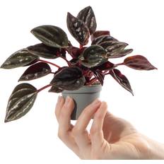 Sunny Potted Plants Baby Emerald Ripple Plant Peperomia Caperata Brasilia Houseplant
