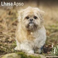Avonside Apso Calendar 2025 Square Dog Breed Calendar