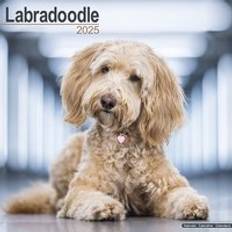 Avonside Labradoodle Square Wall Calendar 2025