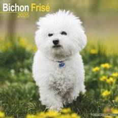 Vægkalendere Avonside Bichon Frise Square Wall Calendar 2025