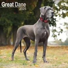 Vægkalendere Avonside Great Dane Square Wall Calendar 2025