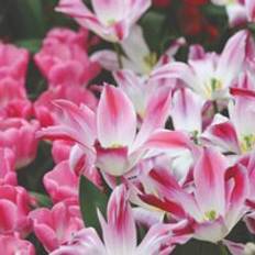 8 Tulip Whispering Dream Bulbs