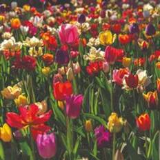 Sunny Perennials Thompson & Morgan 50 Tulip Majestic Mix Spring Flowering Bulbs