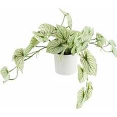 Leaf Trailing Variegated Potted Alocasia Artificial Plant