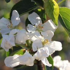 Malus 'Brændkjær' PARADISÆBLE Højde