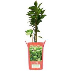 Fruit Trees & Berry Bushes Van Zyverden 5 in. Persian Lime Citrus Tree