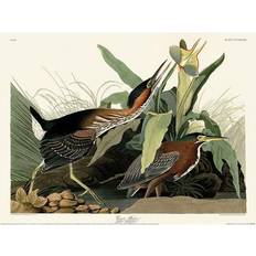 Green Posters Universal Textiles Audubon Green Heron 30cm x 40cm Brown Poster