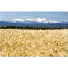 Blue Posters BrainBoosters Golden Barley Field with A Row of Trees The Distance Snow Poster