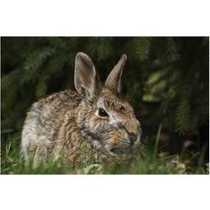 Cotton Posters BrainBoosters Cottontail Rabbit Sylvilagus Floridanus Les Cedres Quebec Canada Poster