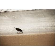Canvas Posters BrainBoosters Sandpiper Drinking From The Surf Along Poster