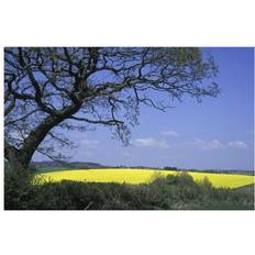Yellow Posters Posterazzi DPI1893662 Rape Seed Field & Tree Print Poster