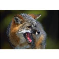 Grey Posters BrainBoosters Portrait of Gray Fox Barking Print William Poster