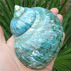 Pets MDSRJONE Turbo Natural Rare Real Sea Shell Conch