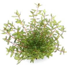 Stauden Rotala rotundifolia 'Laos' Topf