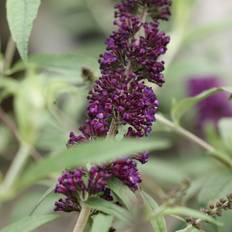 Out Sommerfuglebusk, Buddleia dav. 'Black Knight', 5 potte