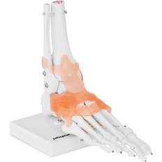 Dispositifs Médicaux Physa Maquette anatomique pied humain avec ligaments et articulations PHY-FM-1