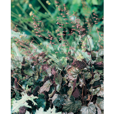 Omnia Garden Alunrot OMNIA GARDEN Heuchera 'Rachel' 3-pack