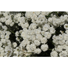 Omnia Garden Vitpytta OMNIA GARDEN Achillea ptarmica 'The Pearl' 6-pack
