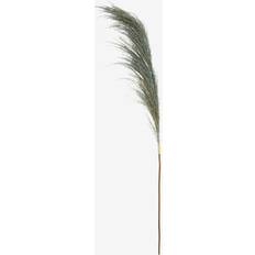 Housewares Fiori Pampas Grass Stem