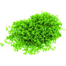 Akvarieväxt Plants Slamblinka Micranthemum Tweediei in Vitro