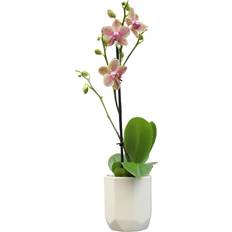 Plants for Pets Novelty Phalaenopsis Live Orchid Artificial Plant