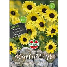 Halbschatten Stauden Sperli Sonnenblume Soluna Lemon