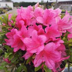 Japansk Azalea Wombat Rhododendron Wombat Staude