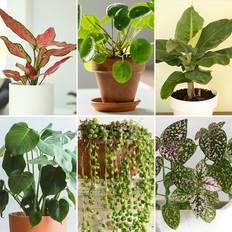 You Garden Pots, Plants & Cultivation You Garden wilko Mix of Mini Houseplants 6 Pack