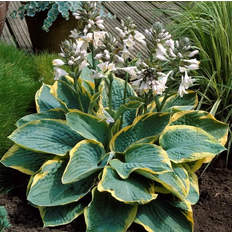 Cramers Blommor Hosta Sieboldiana Frances Williams
