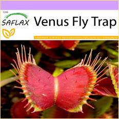 Settembre Semi di fiori Saflax Venus Fly Trap 10 Semi Dionaea Muscipula