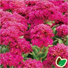 Sommerblomster Sankthansurt Class Act Sedum hybrid Class Act Sommerblomst