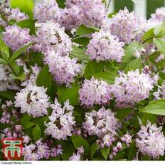 Plants Thompson & Morgan Deutzia Raspberry Sundae 9Cm Pot X 2