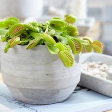 Potted Plants GardenersDream Gardeners Dream Dionea Venus