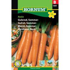 Solrigt Stauder Hornum Gulerod, Sommer, Rotin. Staude