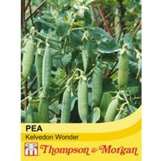 Pea Kelvedon Wonder 1 Seed Packet
