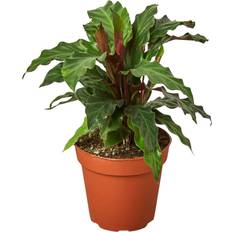 Potted Plants on sale House Plant Shop Calathea 'Furry