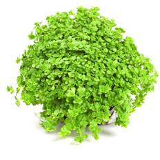 Stauden Dennerle Hemianthus callitrichoides 'Cuba' Topf