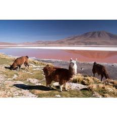 Llama In Laguna Colorada Print on