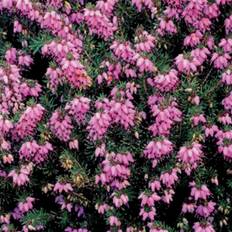 Vårlyng, Erica X Darleyensis, 2